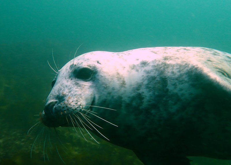 Scuba NE Thumbnail